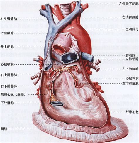 心包腔位於